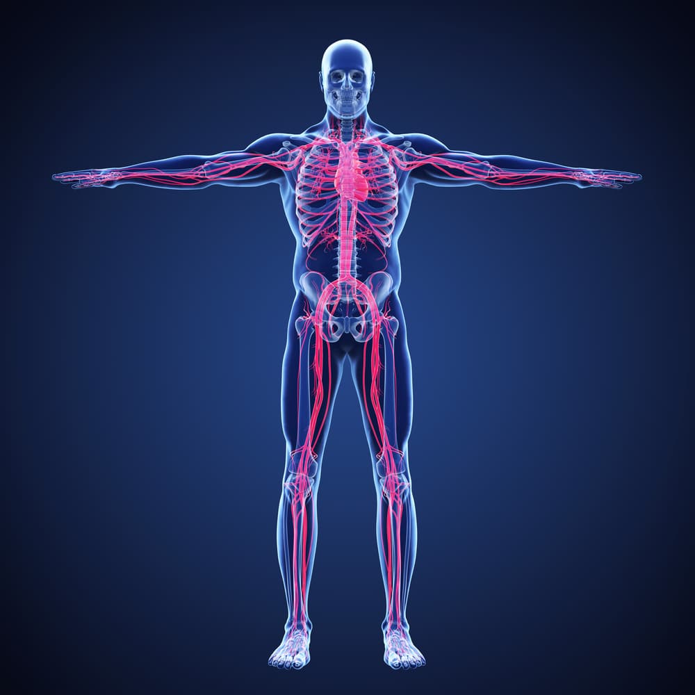 Angiologie